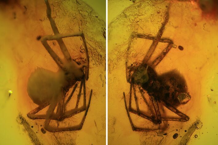 Detailed Fossil Spider (Aranea) In Baltic Amber #81777